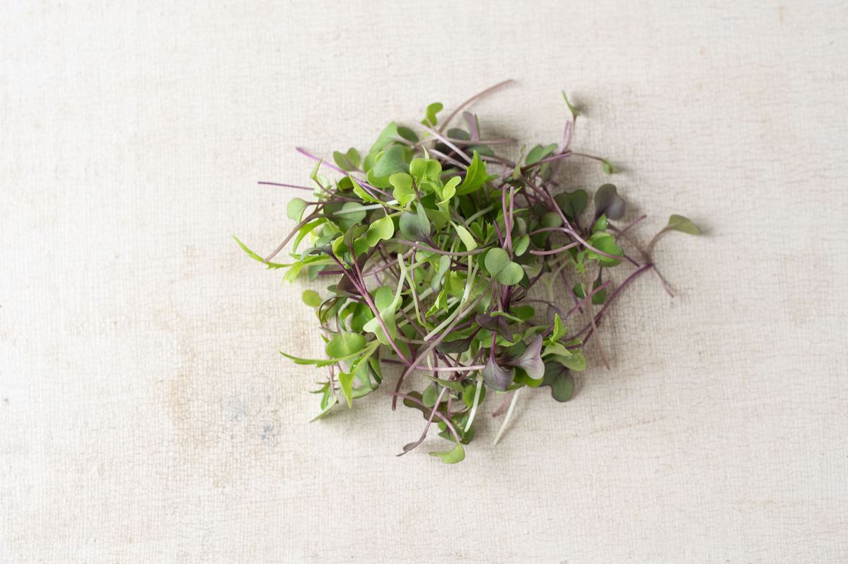 Mild Micro Mix – Microgreen Seed